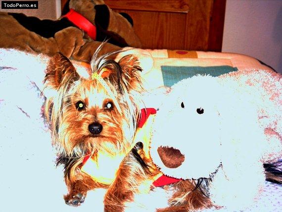 La foto del perro Lucho Foto del perro Lucho