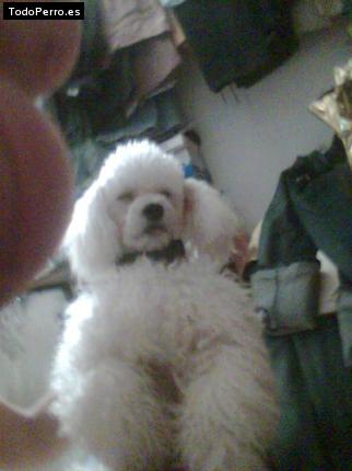 Foto del perro Chaparro