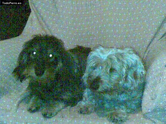 Foto del perro Chispy y chica
