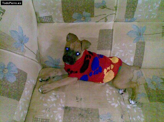 La foto del perro Lunita Foto del perro Lunita