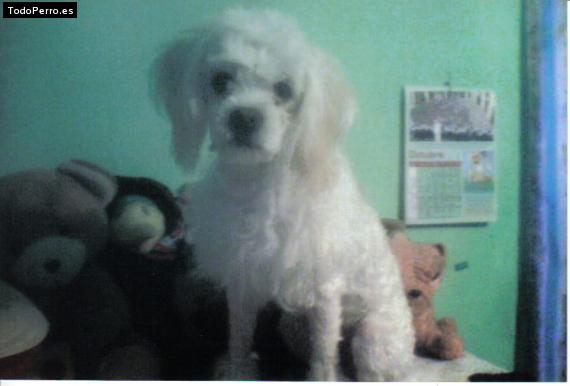 Foto del perro Cody