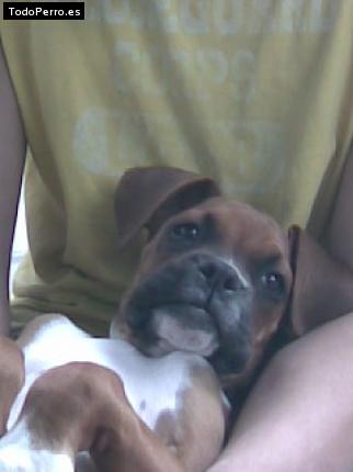 Foto del perro Stich