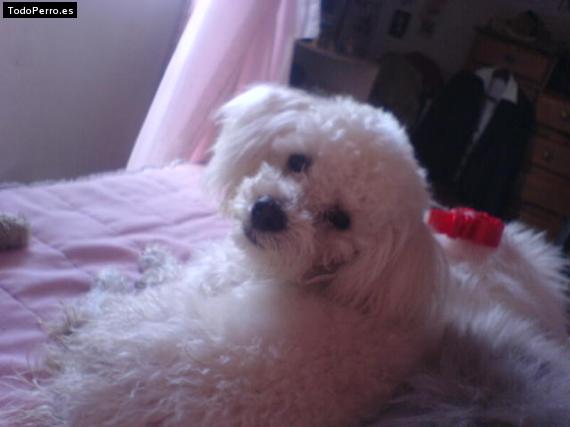 La foto del perro Rufo Foto del perro Rufo