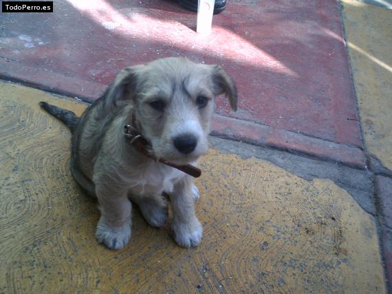 La foto del perro Romeo Foto del perro Romeo