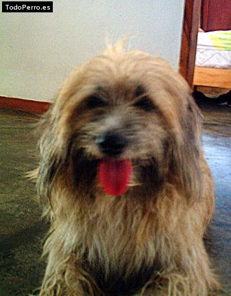 Foto del perro Collin