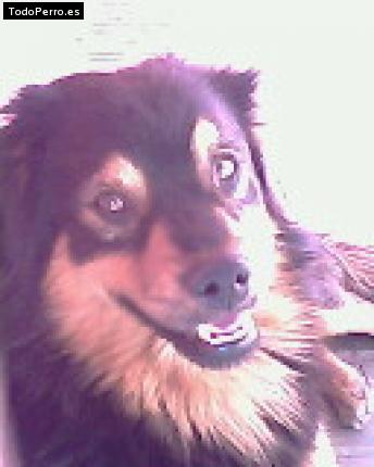 Foto del perro Jorgito