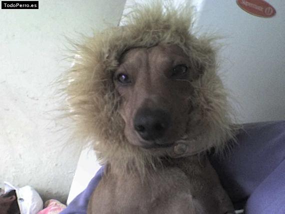 Foto del perro Chore