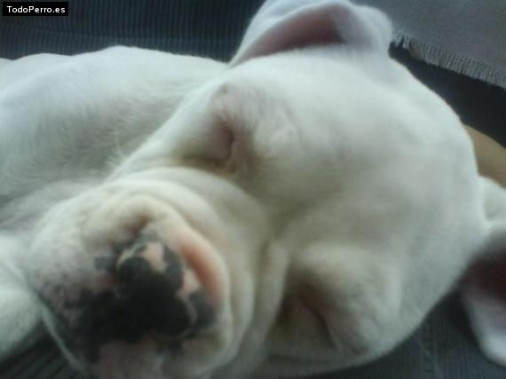 Foto del perro Wisky