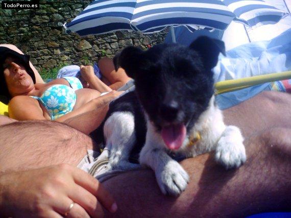 Foto del perro Chipy