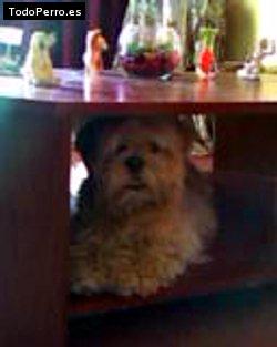 La foto del perro Galo Foto del perro Galo