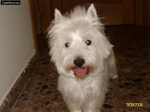 Foto del perro Tommy