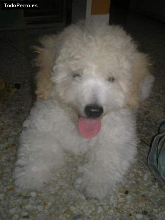 Foto del perro Josh