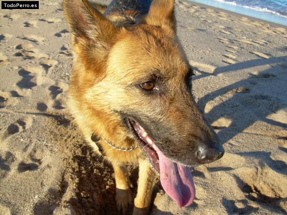 La foto del perro