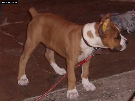 Foto del perro Chesster