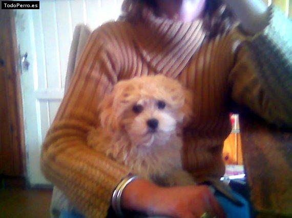 La foto del perro Milu Foto del perro Milu