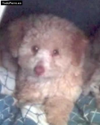 La foto del perro Roby Foto del perro Roby