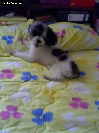 Foto del perro San sagaz
