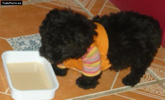 Foto del perro Rambo