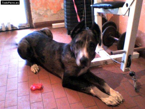 Foto del perro Rocco