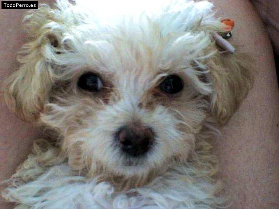 Foto del perro Harly d