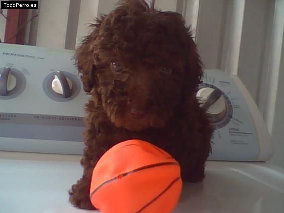 Foto del perro Coofie