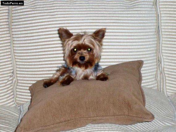 La foto del perro Kika Foto del perro Kika