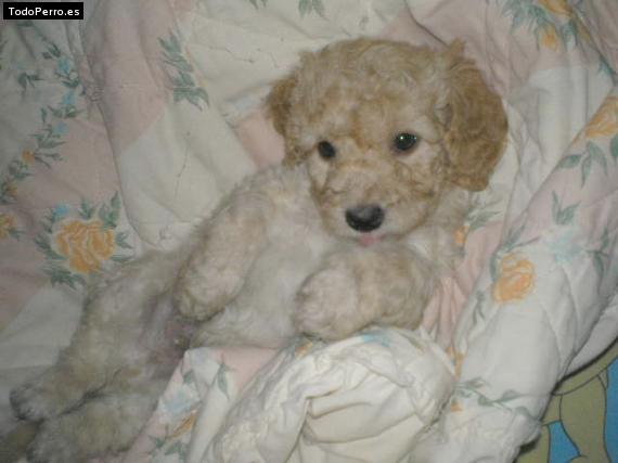 Foto del perro Chiquita