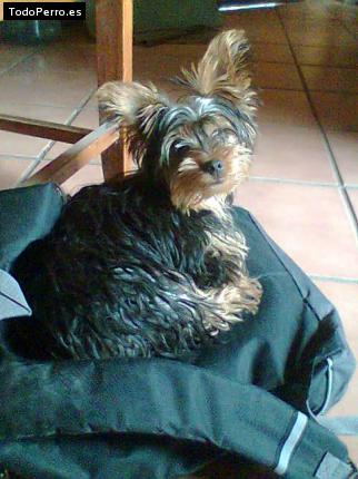 La foto del perro