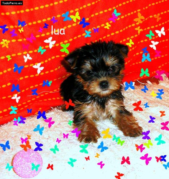 La foto del perro Lua Foto del perro Lua