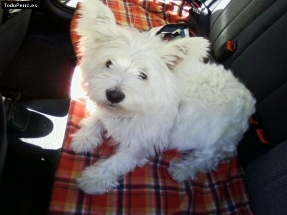 Foto del perro Wini