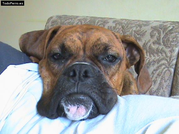 Foto del perro Carpo
