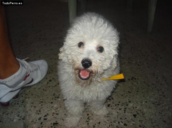 La foto del perro Matias Foto del perro Matias