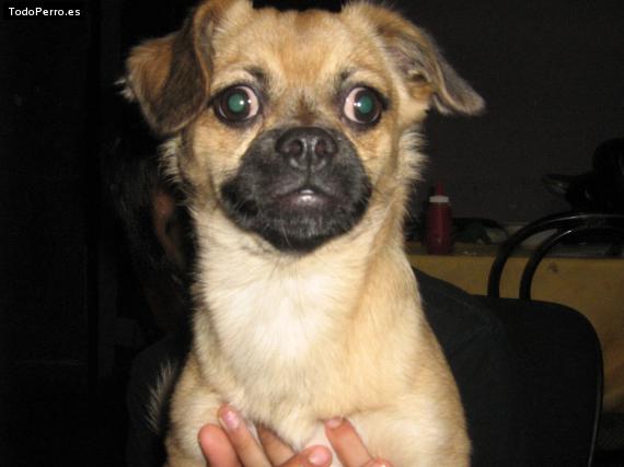 La foto del perro Morito Foto del perro Morito