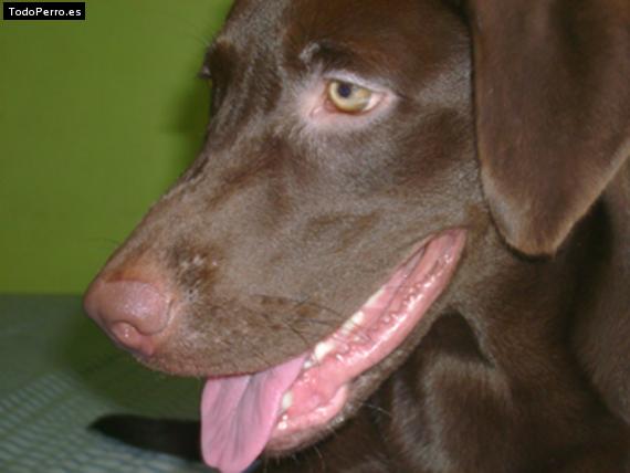 La foto del perro Joly Foto del perro Joly