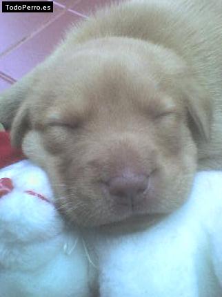 Foto del perro Soda
