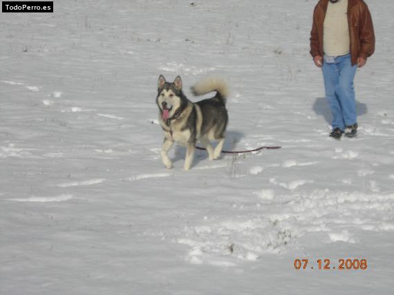 La foto del perro
