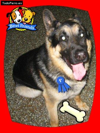 Foto del perro Samson