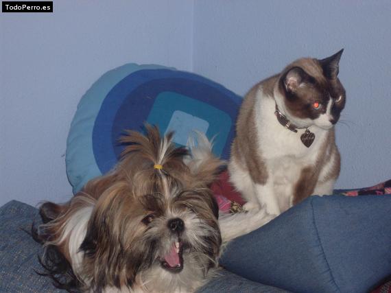 La foto del perro