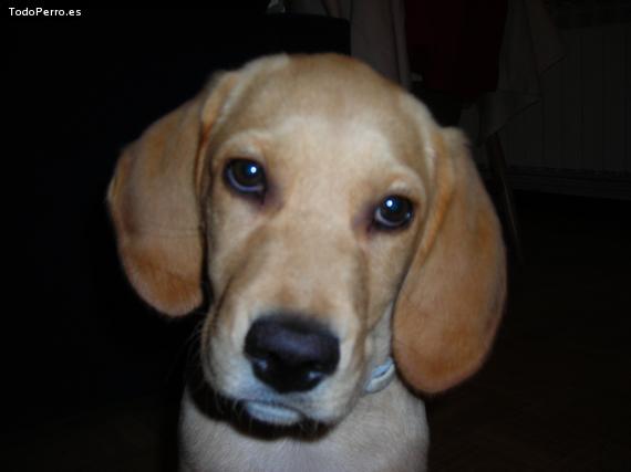 La foto del perro Pope Foto del perro Pope