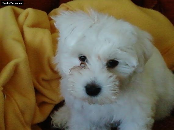 Foto del perro Shaxa