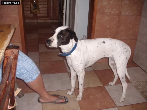 La foto del perro Manchitas Foto del perro Manchitas