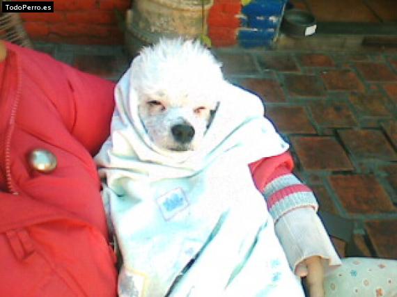 Foto del perro Chino