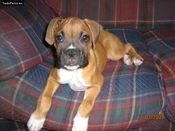 Foto del perro Jason