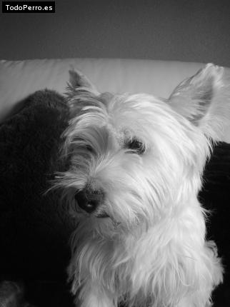 Foto del perro Jomi