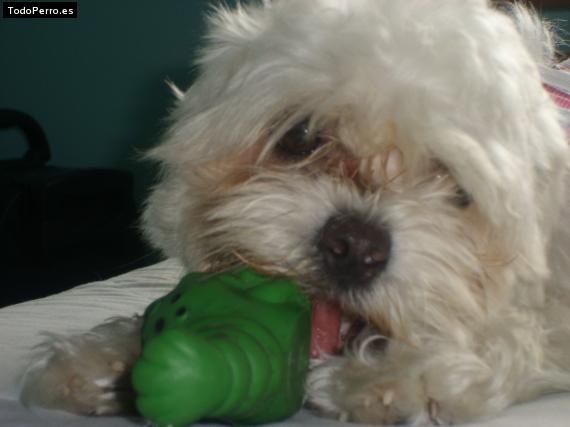 La foto del perro