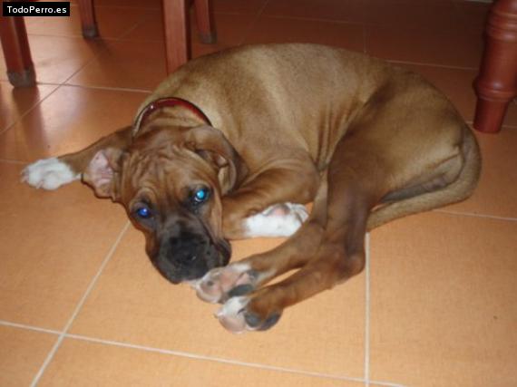Foto del perro Rocky