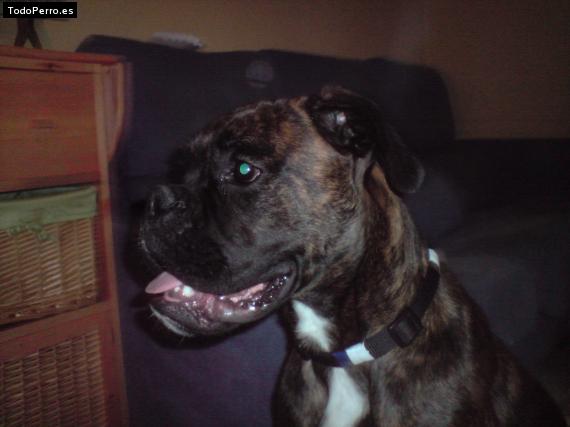 Foto del perro Tayson