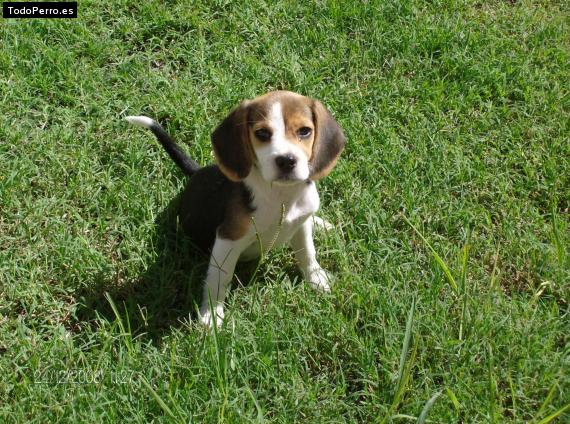 Foto del perro Mora