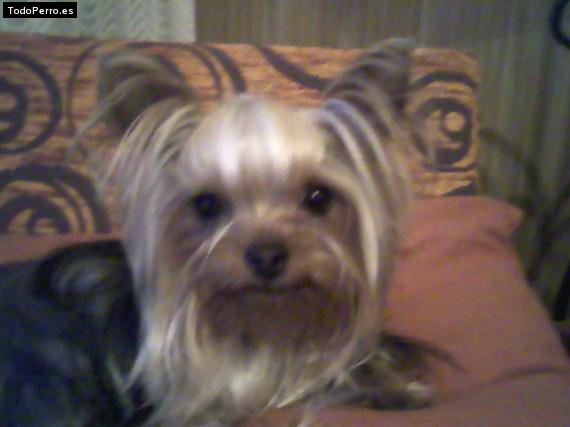 La foto del perro