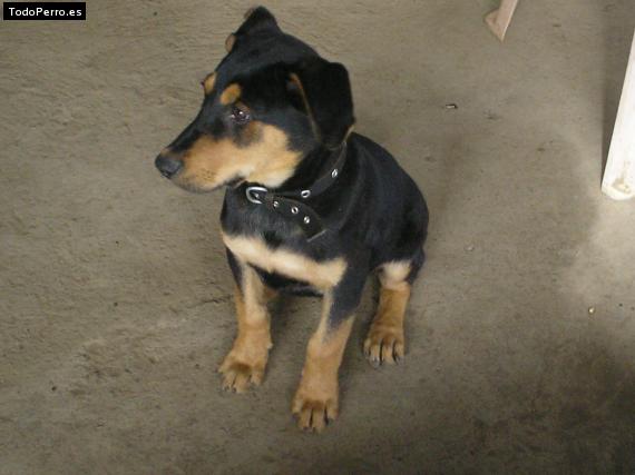 Foto del perro Terry